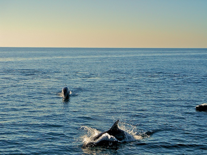 Dolphins2